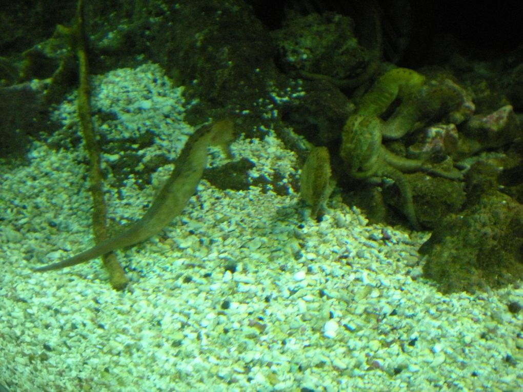 jeudi 22 avril,les tout-petits/petits de Véronique et les petits/moyens de Catrina sont allés à l'aquarium du Gosier .Ce fut une belle journée de découvertes.