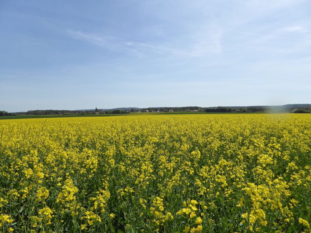 Randonnée d'Egly à Saint-chéron - 20,7 km.