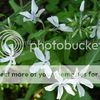 Phlox divaricata ' May Breeze'