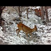 Chevrette sur la neige / Roe doe on the snow