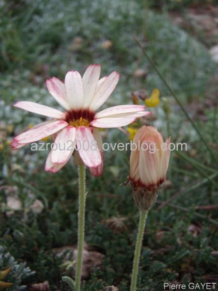 Fleurs de la forêt d'Azrou et alentours. cedraie, et foret mixte cèdres de l'Atlas et chênes verts (Parc National d'Ifrane, moyen-Atlas marocain).