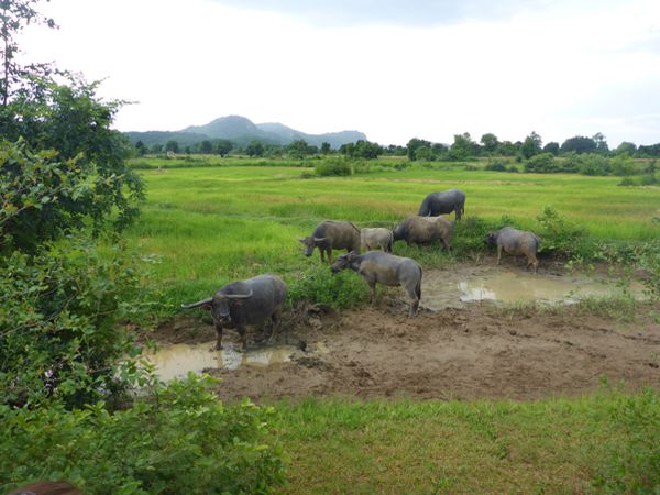 Battambang