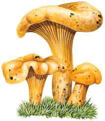 la girolle (ou chanterelle)