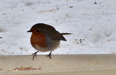 dernieres photos sur les oiseaux du ciel