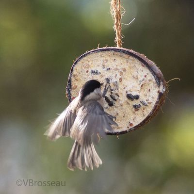 Mésange bleue et mésange nonnette ...