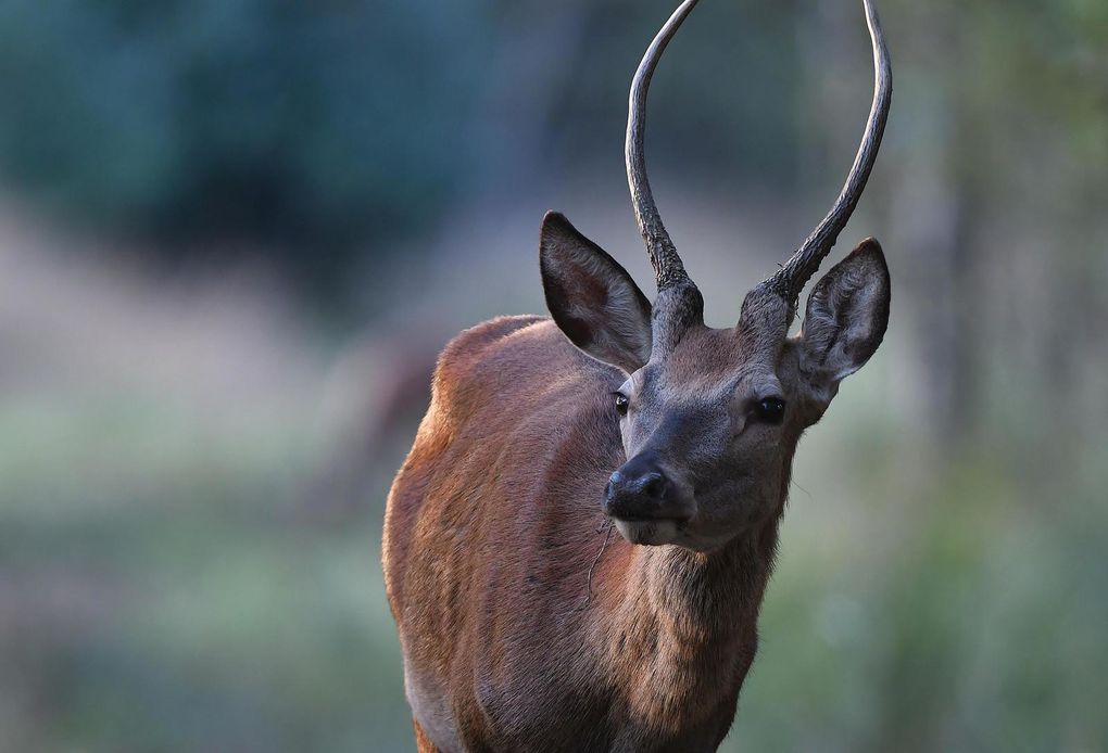 Cerf élaphe (Cervus elaphus).