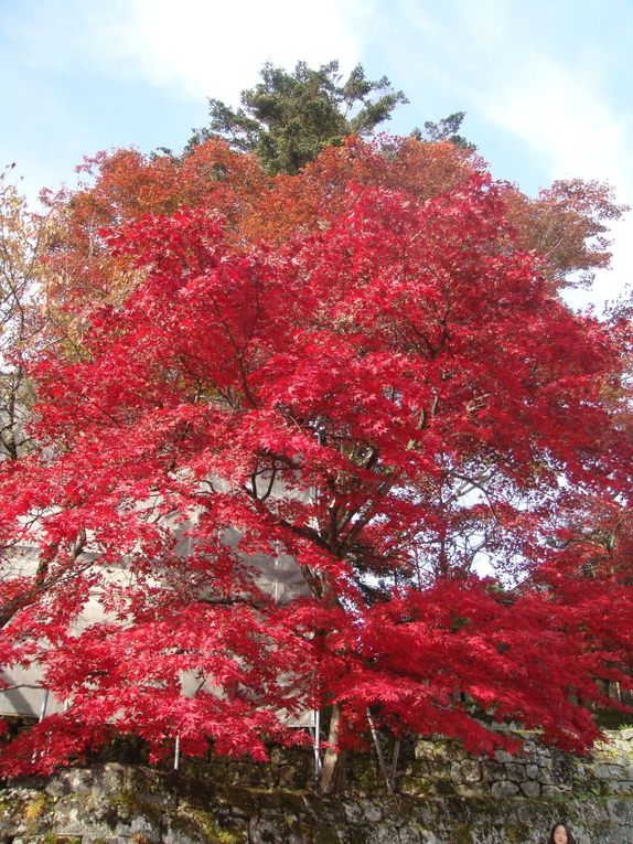 C'est l'automne ! Halloween à Shibuya, un dimanche à Yokohama, un week end à Nikko....