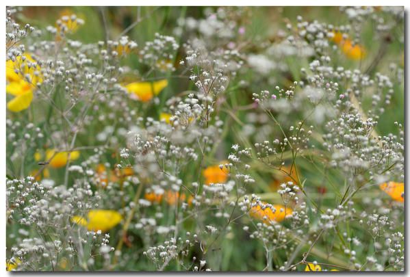 Album - photos-de-fleurs