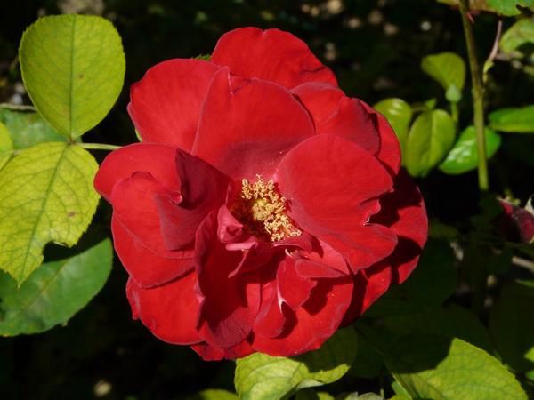 Jardins au fil de l'année ... 

J'ai fait ces photos avec beaucoup d'amour, pour le plaisir des yeux, pour rêver un peu. Merci de ne pas les télécharger sans me contacter au préalable.