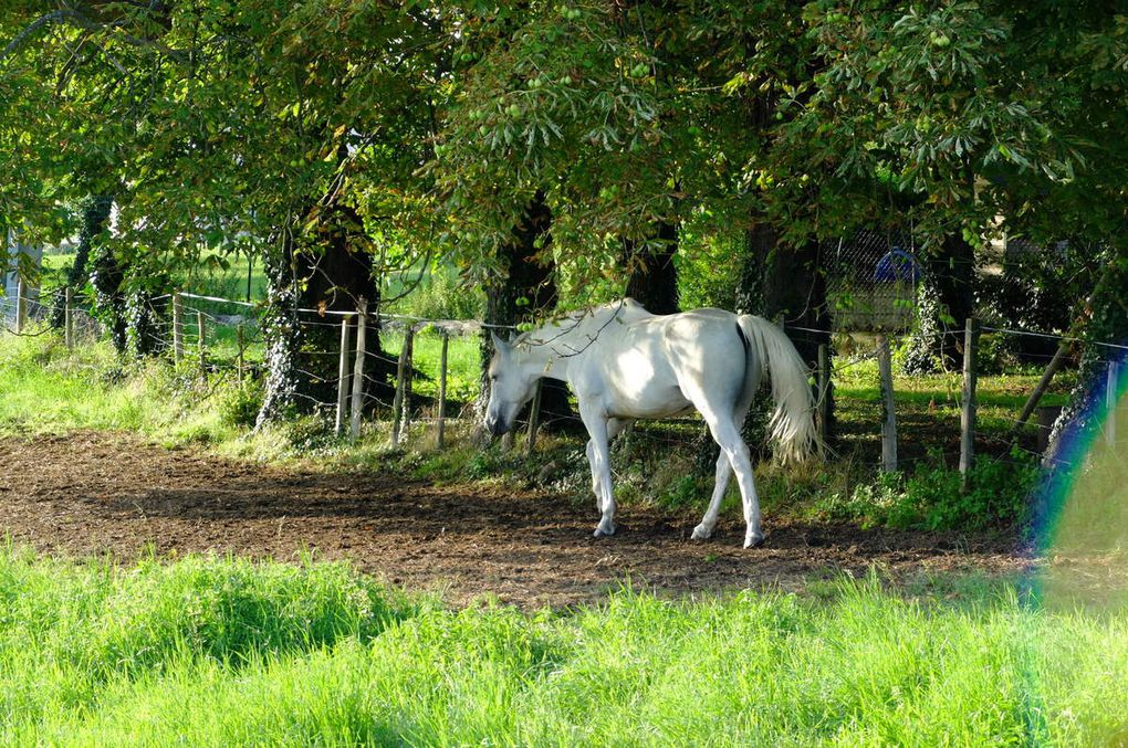 12 chevaux en vacances à Brindas