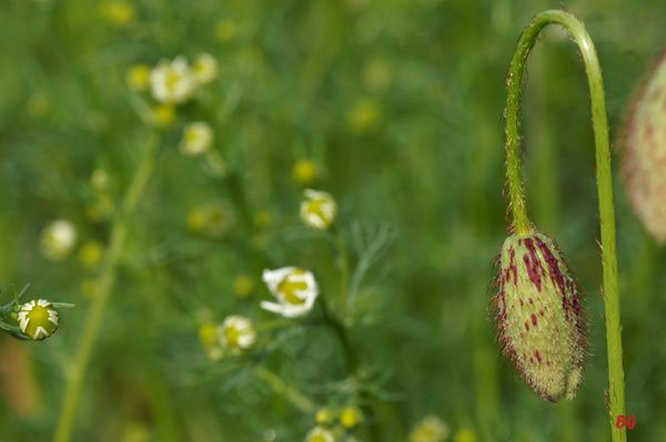 naissance d'un coquelicot