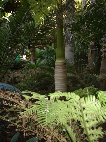 Le Jardin Majorelle regorge d'esp&egrave;ces v&eacute;g&eacute;tales, dont les photos ci-dessous ne repr&eacute;sentent qu'une petite vari&eacute;t&eacute;...