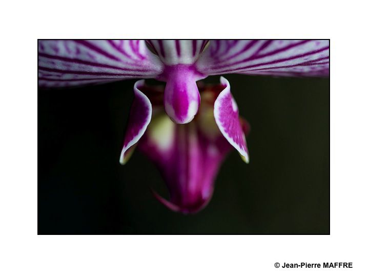 Des orchidées dans toute leur splendeur nous ravissent par la variété de leurs formes et de leurs couleurs.