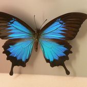Peindre des papillons en vidéo