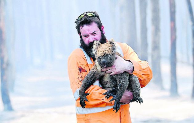 Incendies en Australie : Le chiffre terrifiant de plus d'un milliers d'animaux morts dans les flammes avancé désormais par les experts les plus sérieux