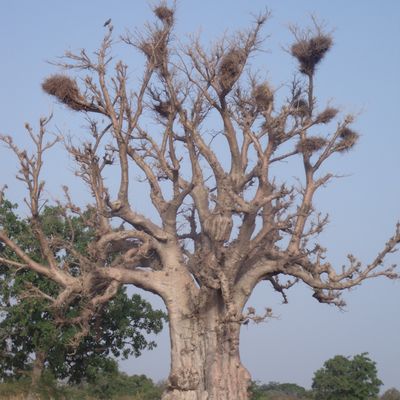 meilleurs voeux 2013