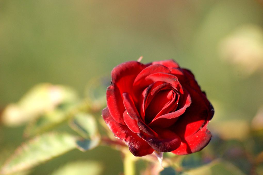 Les plantes et fleurs de mon jardin