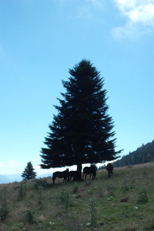 Album - Ariège 2010