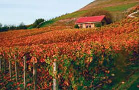 Merlot Producers Canterbury Region Vineyards New Zealand