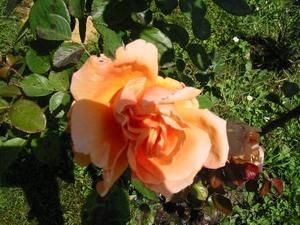 Roses