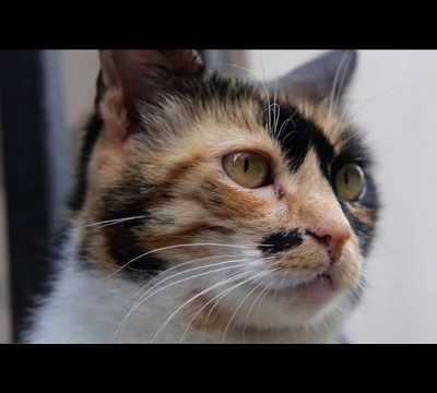 Un petit aperçu du film Kedi, des chats et des hommes