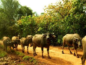 Myanmar, 01/11/2017 : miasmes