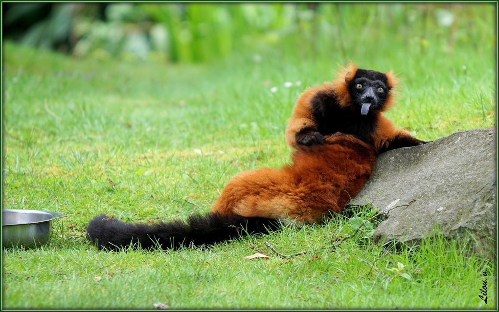 La photo animalière