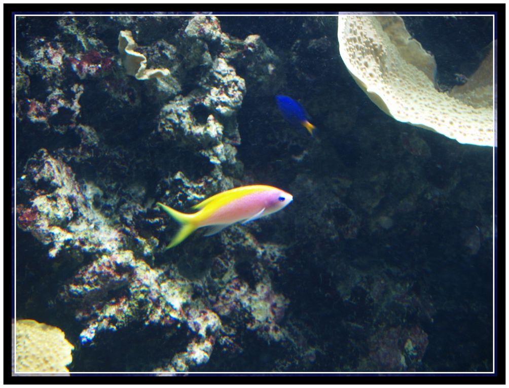 Echantillons de la biodiversité des océans à Océanopolis à Brest - Mars 2013.