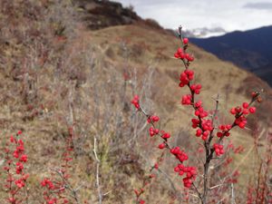 Sichuan Nord - Songpan