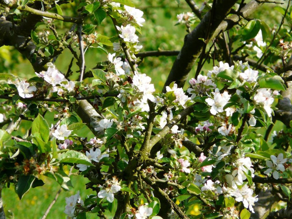 Jardins au fil de l'année ... 

J'ai fait ces photos avec beaucoup d'amour, pour le plaisir des yeux, pour rêver un peu. Merci de ne pas les télécharger sans me contacter au préalable.