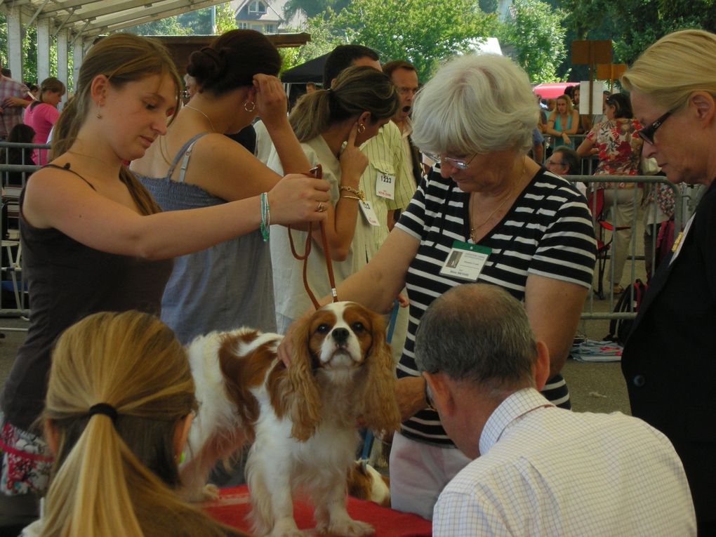 Album - Cavalier  adultes et leurs chiots