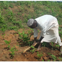 Le Nigeria est prêt à répondre à la forte demande des agriculteurs pour les semences de niébé GM