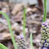 Muscari