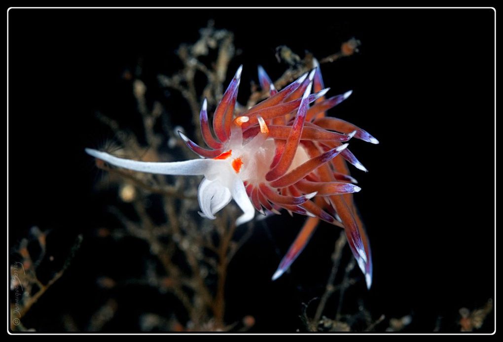 Album - Nudibranches et Flabellines