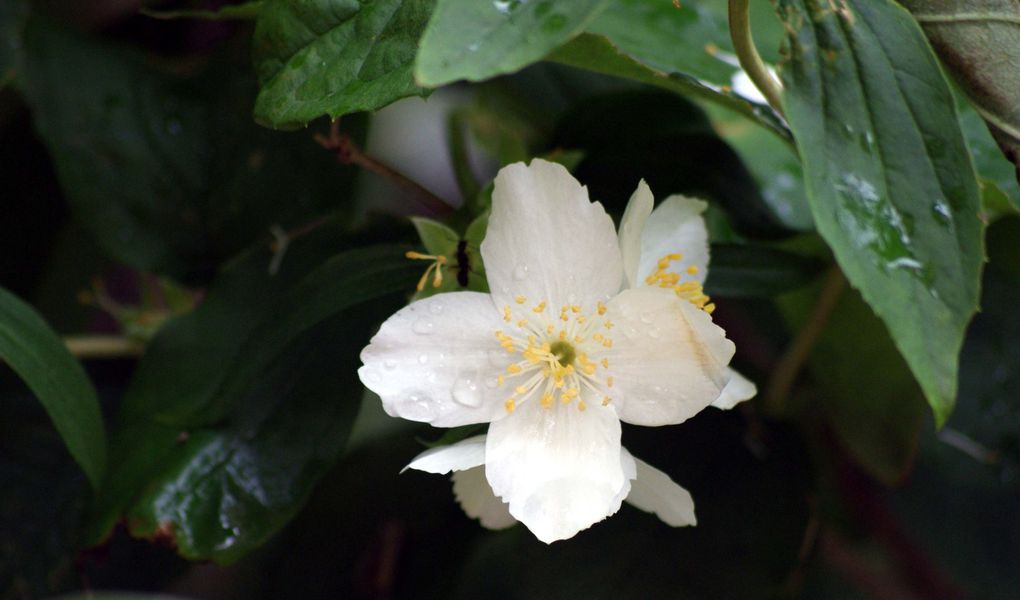 Fleurs de printemps de mon jardin ou des jardins de mes amies...