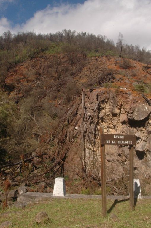 Péripéties autour du troupeau des bovins divagants.