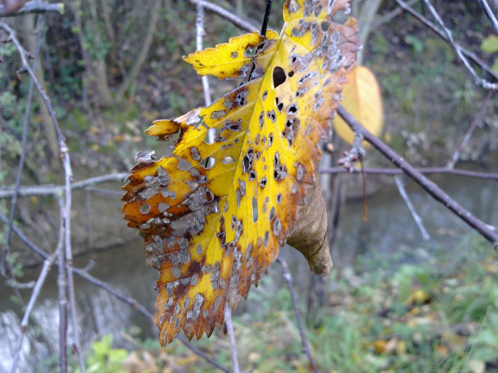 Balade d' Automne ...