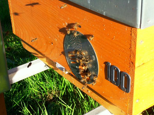 des abeilles battant le rappel