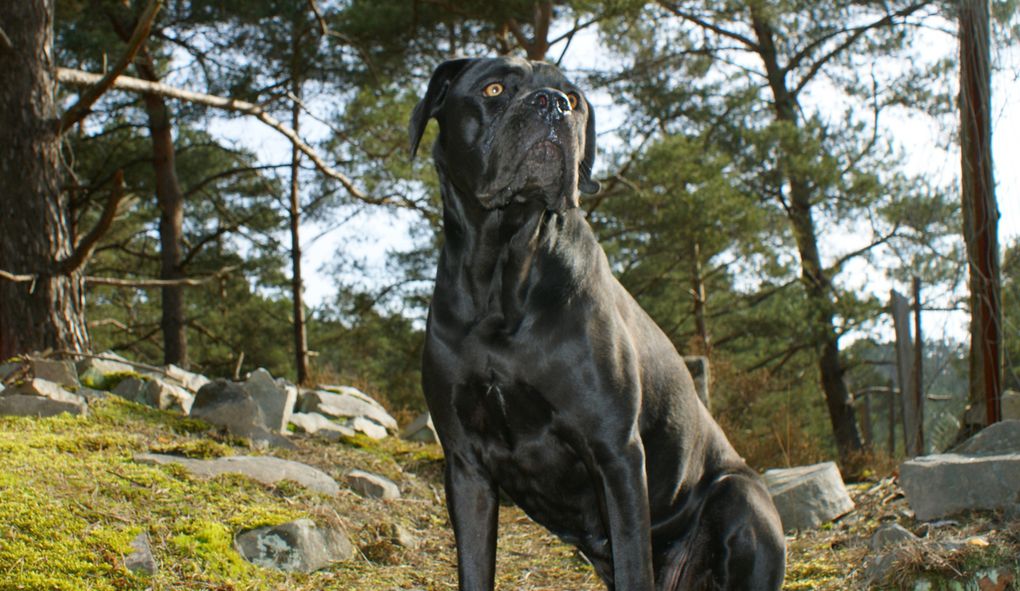 Album - Cane corso.2 ans (15 photos)