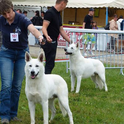 Présentation exposition canine