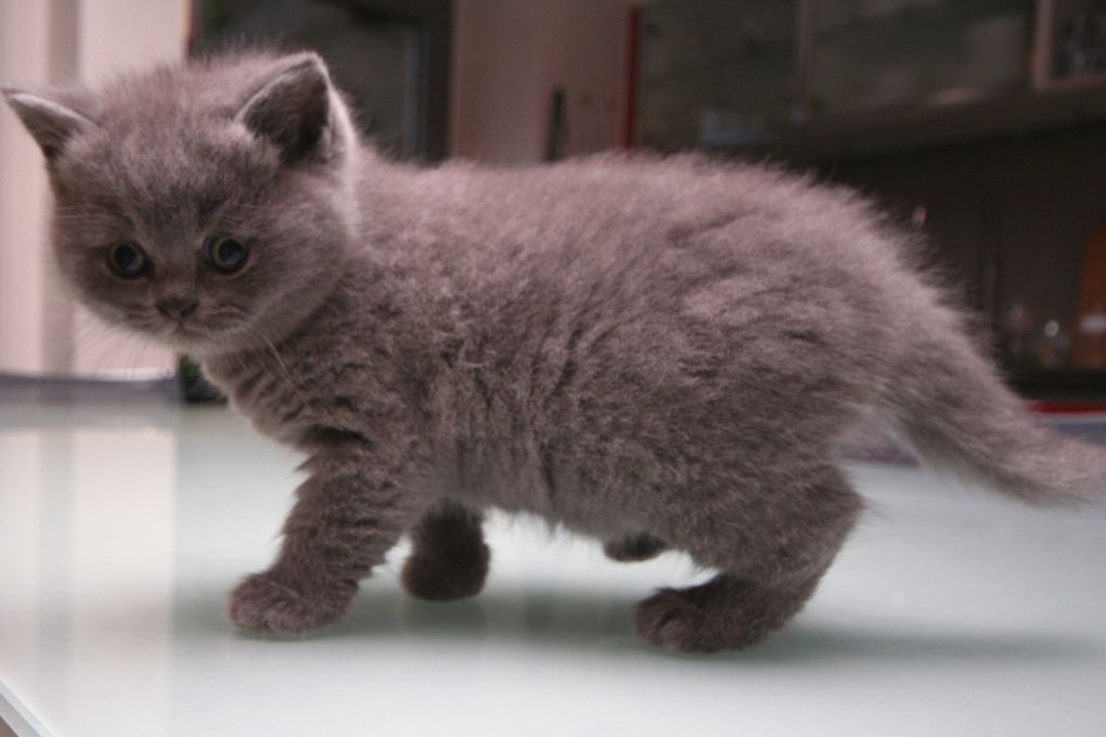 Photos de nos chatons de 2012.
Première portée : Falbala (Brtitish Shorthair)+ Dwayne (Highland Fold)