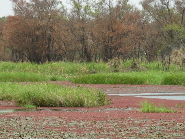 mare peuplée de rhinocéros et d'oiseaux par milliers