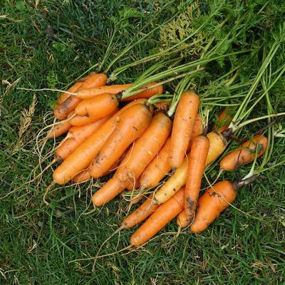Mieux pour les carottes ...