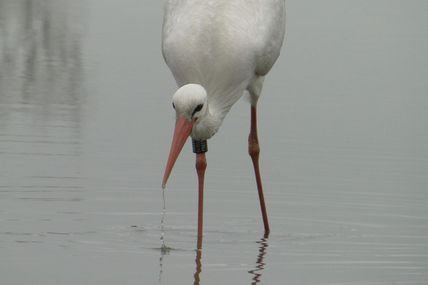 La Cigogne blanche (Ciconia ciconia)