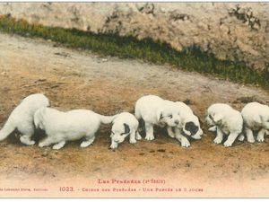 Les auxilliaires de l'agriculture : border-collie et le berger des Pyrénées mais sur cette carte, ils ont le temps de grandir ! Carte postale 3 : patou pur des Pyrénées 1900 ; 1912 : chiens patous avec leurs maîtres.