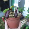 Nepenthes muluensis x lowii et Nepenthes sanguinea