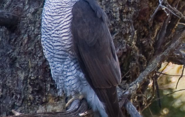 L'autour des palombes en visite dans la jardin...