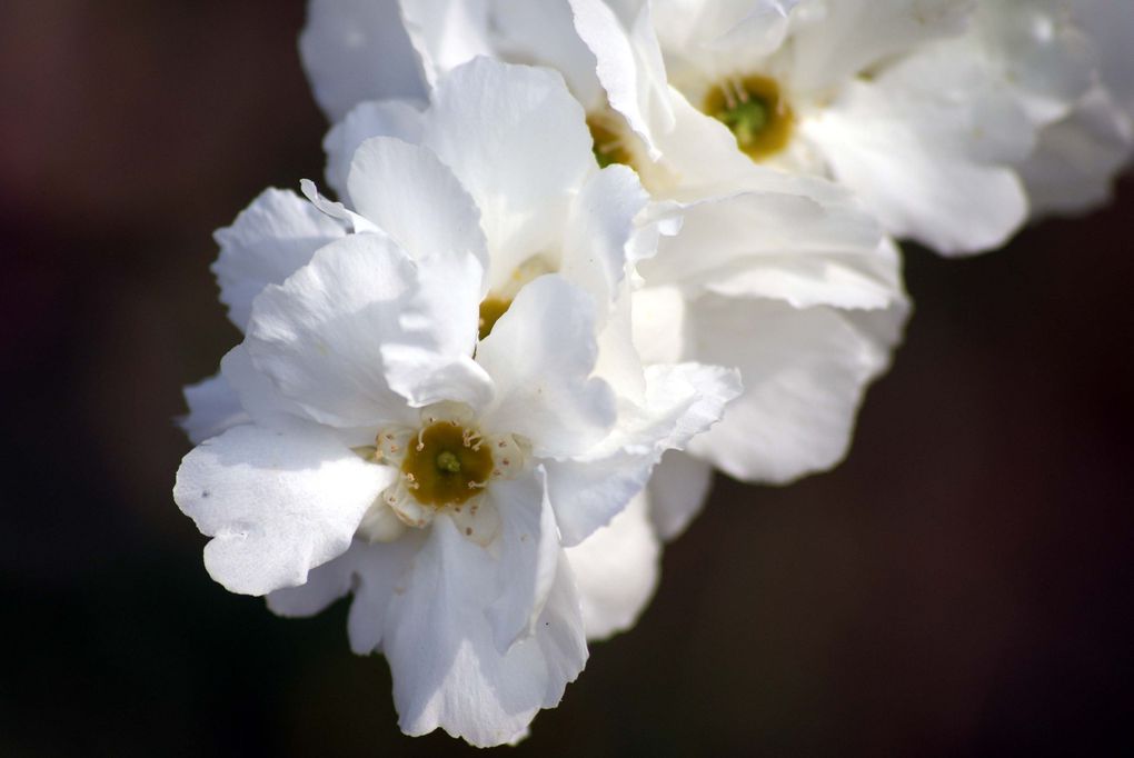 Photos diverses de fleurs et plantes de mon jardin, pour la plupart... en toutes saisons.