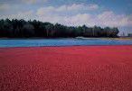 #Cranberry Wine Producers Indiana Vineyards