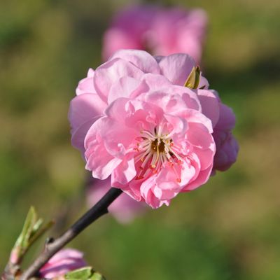 A quoi rêvent les prunus en fleurs ?